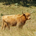 Vache Ecossaise