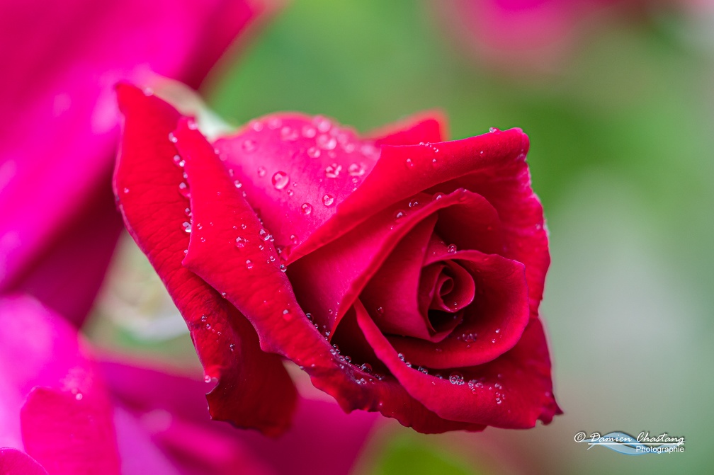 Rose sous la pluie