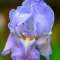 Iris sous la pluie