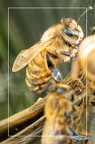 Rassemblement d'abeille