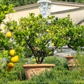 Citroniers à la villa Medicis di Castello