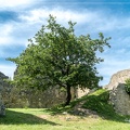 Un arbre au milieu des Ruines d'Allan