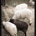 Les moutons broutent