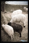 Les moutons broutent