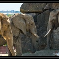 Eléphants d'Afrique