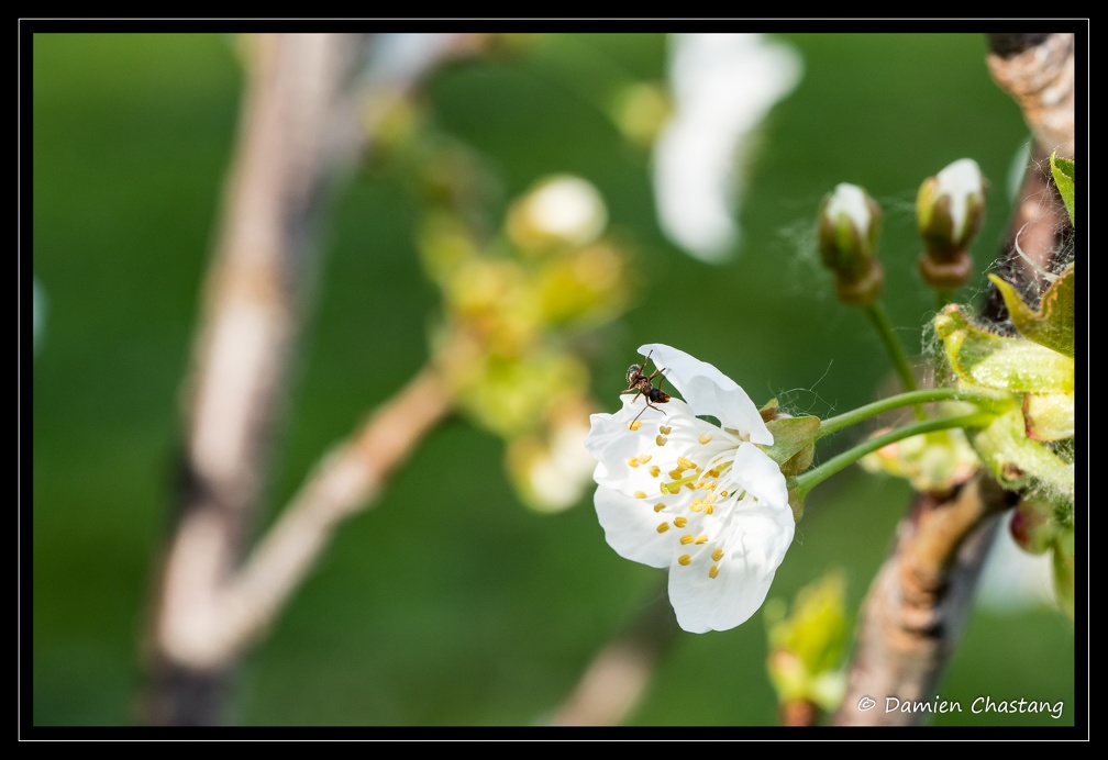 Fourmie dans une fleur de Cerisier