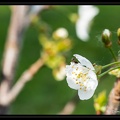 Fourmie dans une fleur de Cerisier