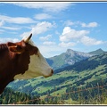 Vache alpine