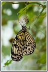 Papillon Exotique