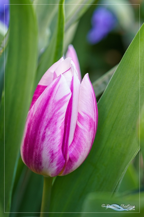 Tulipe bi-colore