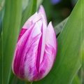 Tulipe bi-colore