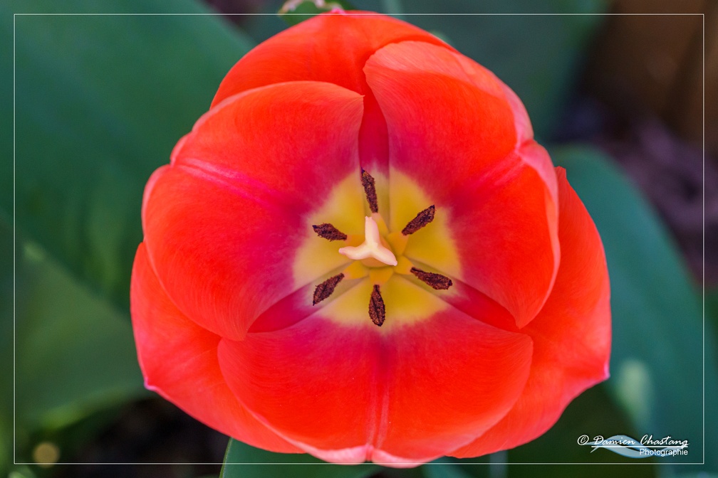 Tulipe rouge-orangée