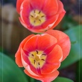 Tulipe rouge-orangée