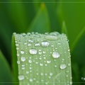 Feuille d'Iris sous la pluie