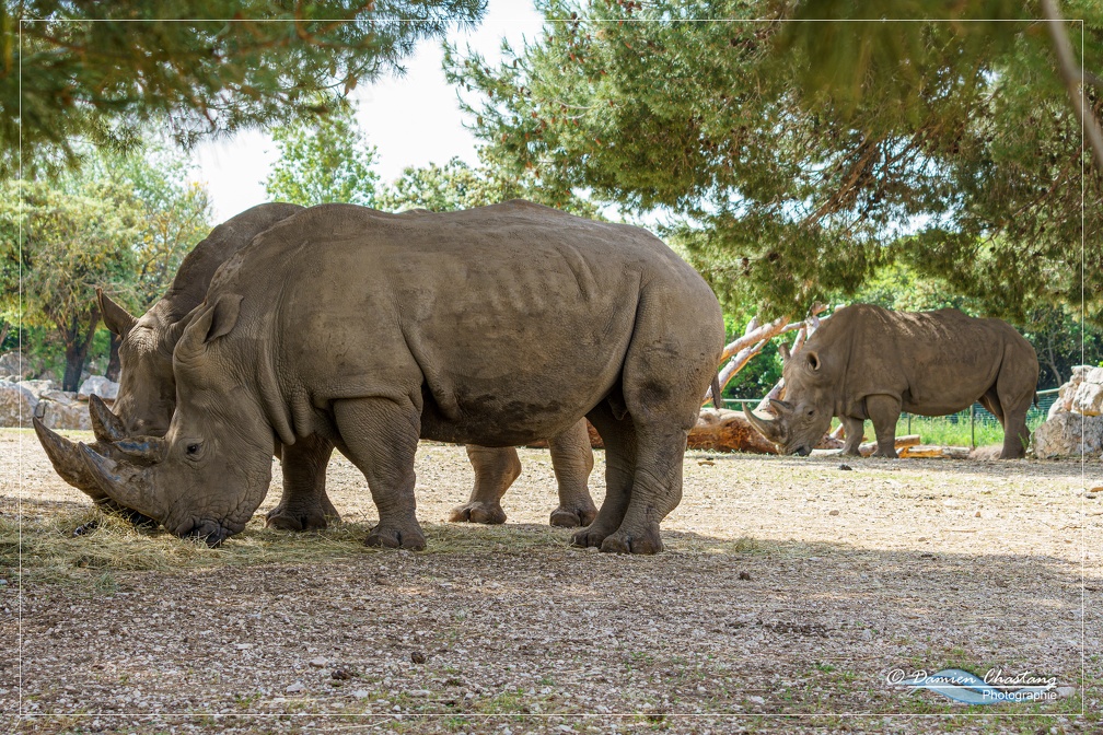 Rhinocéros d'Afrique