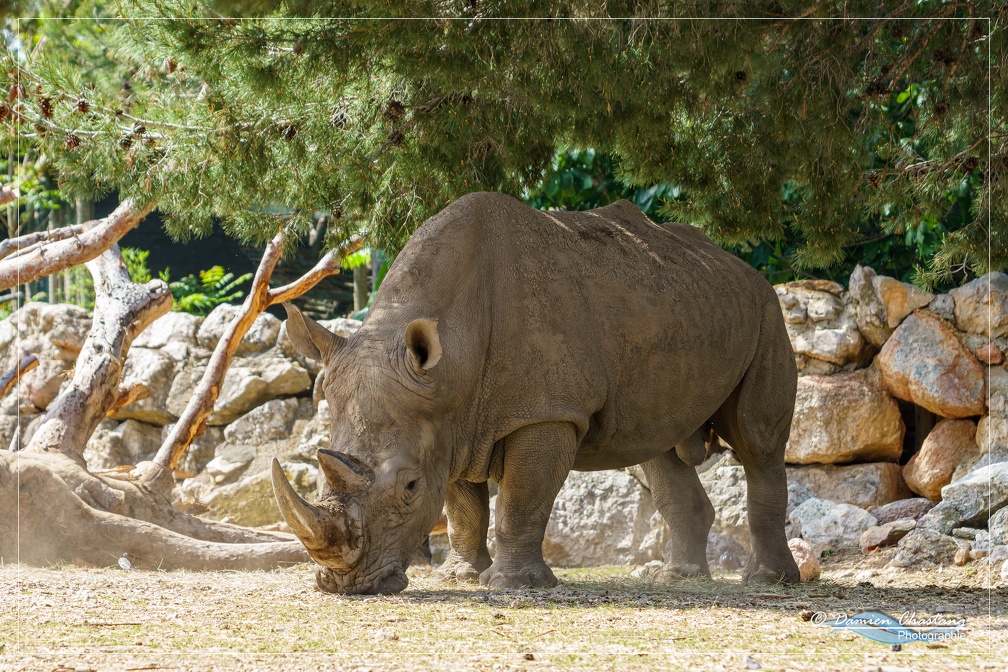 Rhinocéros d'Afrique