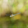Aeshna Cyanea (grande libellule bleu)