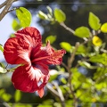 Fleur d'Hibiscus