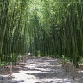 Forêt de grands bambous