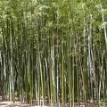 Bambous Géants
