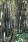 Canal aux bambous