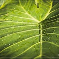 Grandes feuilles de plantes tropicales