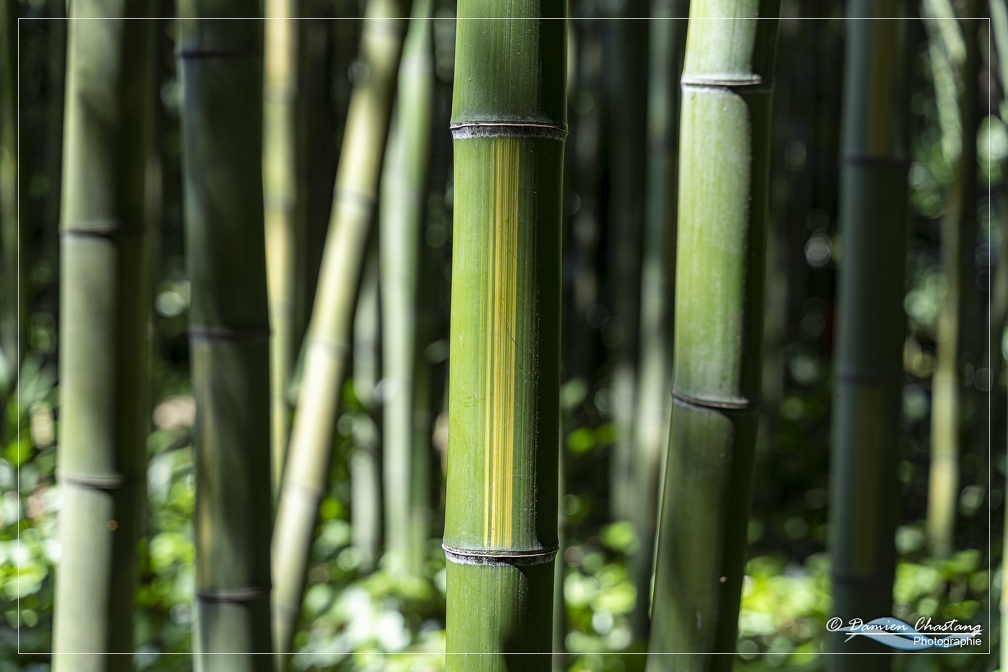 Variétés de Bambous