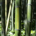 Variétés de Bambous