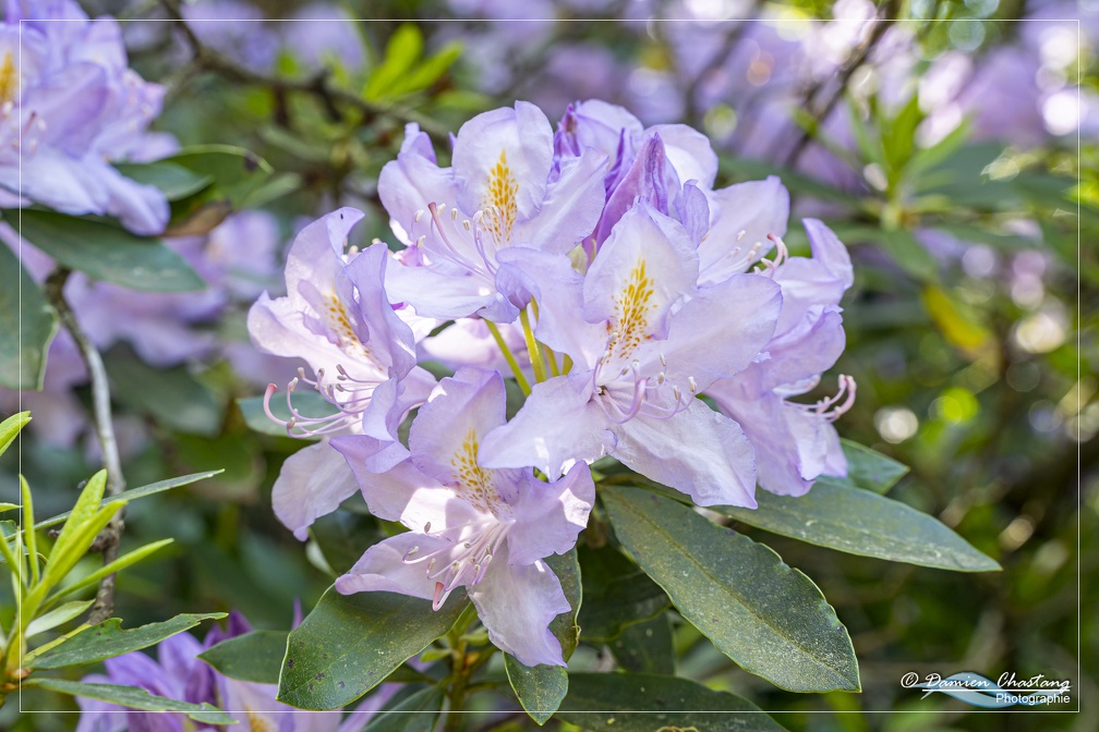 Fleur de Rhododendron