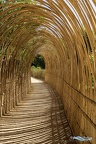 Tunnel de bambous