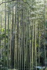 Bambous Géants