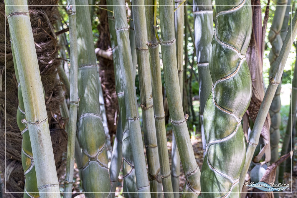 Bambous torsadés