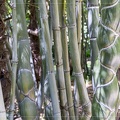 Bambous torsadés