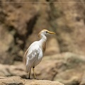Héron garde-boeufs ou Bubulcus ibis