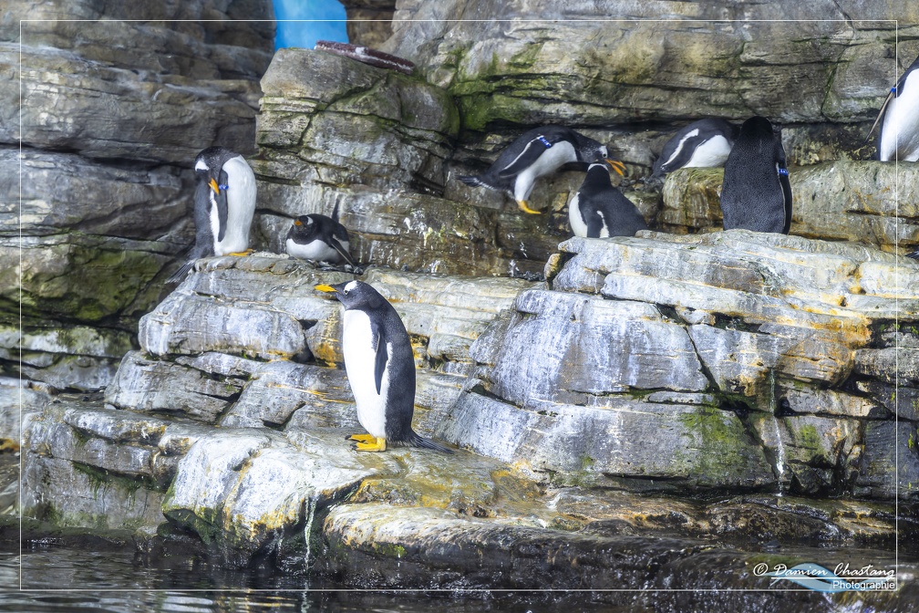 Pingouins Gentoo