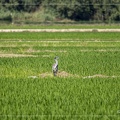 Héron au milieu des rizières