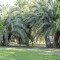 Palmiers dans le jardin del Turia