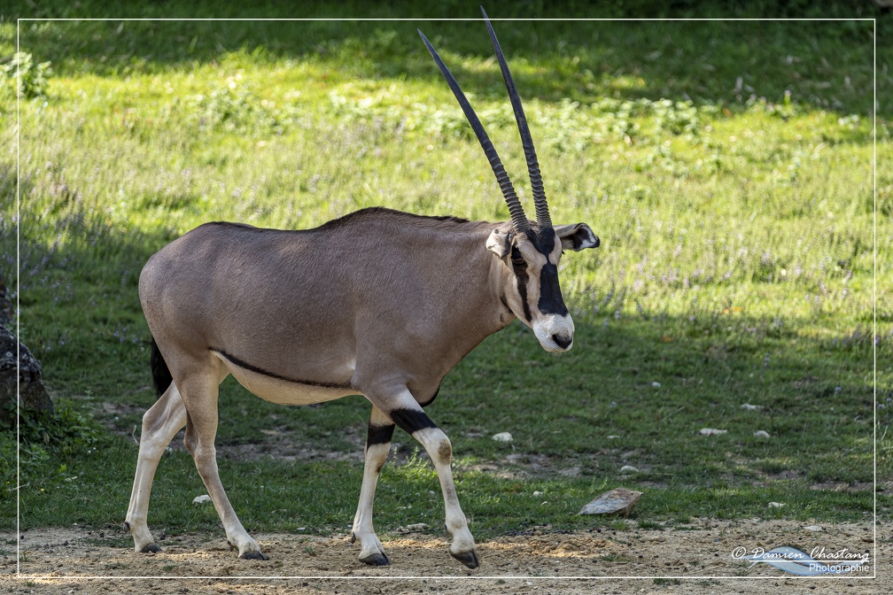 Un Oryx en promenade