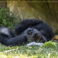 Gorille à la sieste