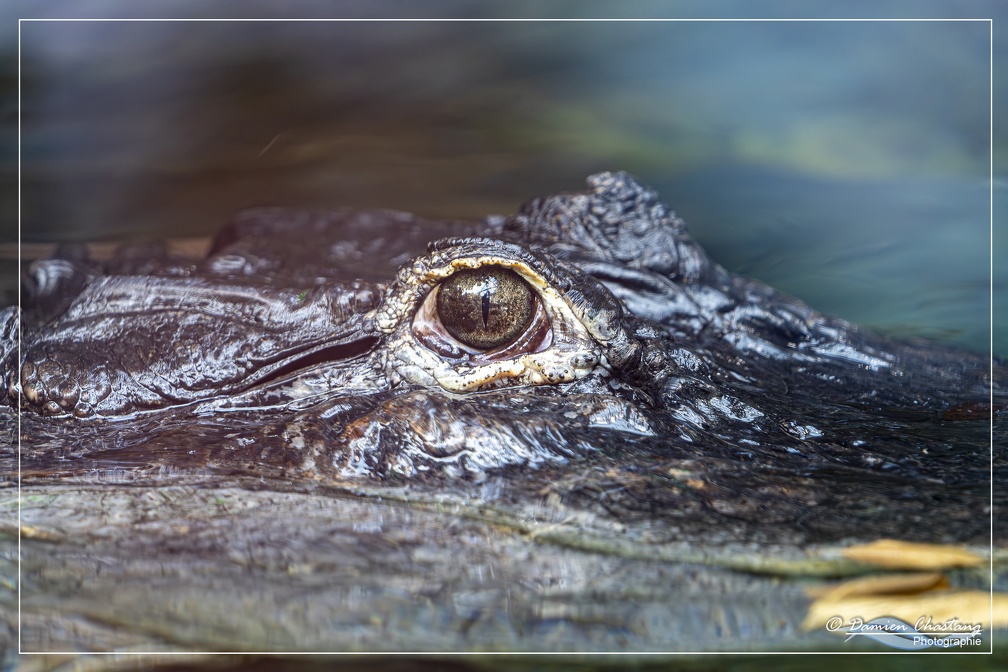 L'œil de l'alligator