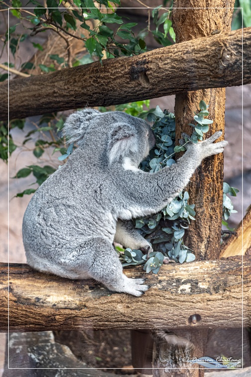 Koala en train de manger
