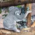 Koala en train de manger