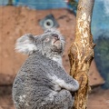 Un Koala qui prend le soleil