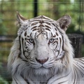 Tigre Blanc