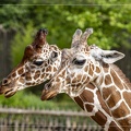 Duo de girafe